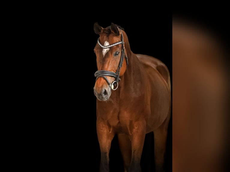 Sonstige Rassen Wallach 12 Jahre 168 cm Brauner in Bodenkirchen