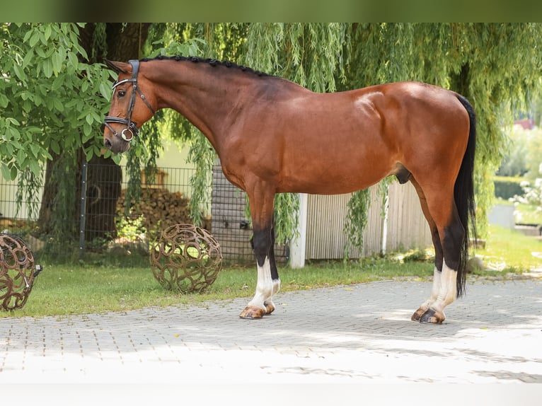 Sonstige Rassen Wallach 12 Jahre 168 cm Brauner in Bodenkirchen