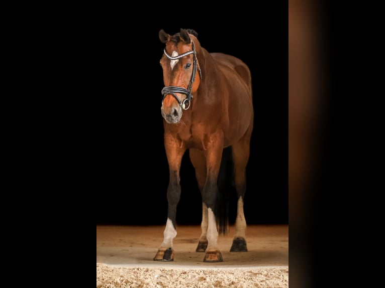 Sonstige Rassen Wallach 12 Jahre 168 cm Brauner in Bodenkirchen