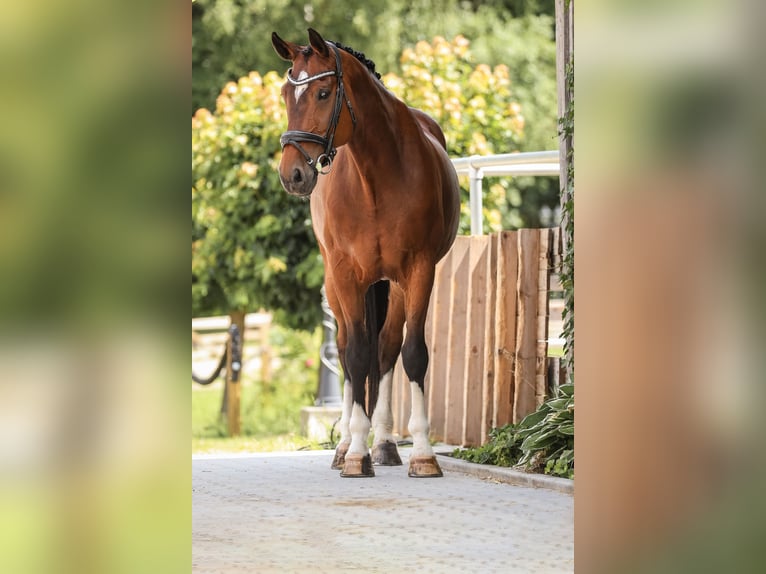 Sonstige Rassen Wallach 12 Jahre 168 cm Brauner in Bodenkirchen