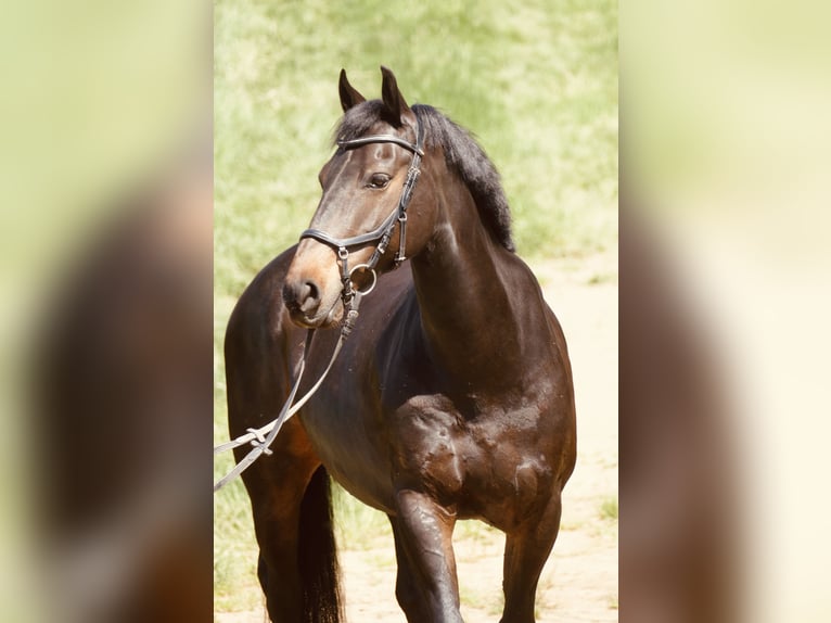 Sonstige Rassen Wallach 13 Jahre 147 cm Schwarzbrauner in Sachsenheim