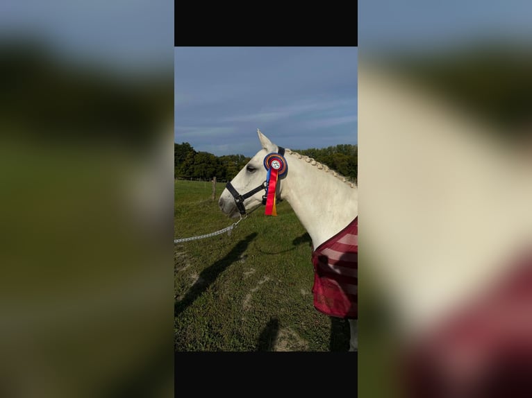 Sonstige Rassen Wallach 13 Jahre 149 cm Schimmel in Dormagen