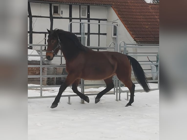 Sonstige Rassen Wallach 13 Jahre 158 cm Brauner in Lage