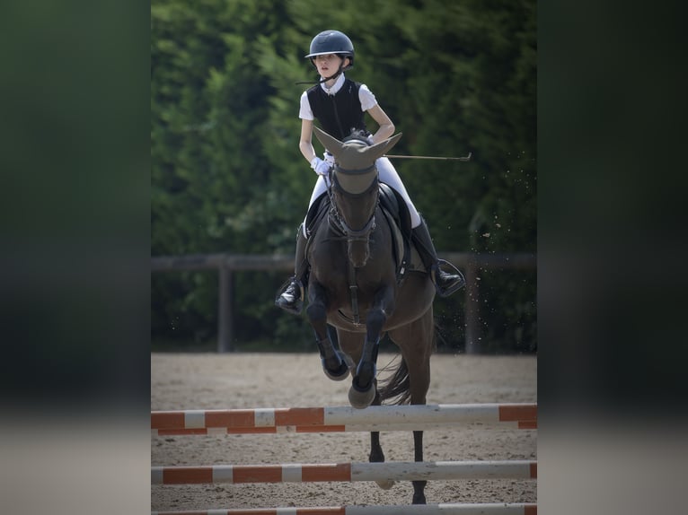 Sonstige Rassen Wallach 13 Jahre Brauner in Castiglione d&#x27;Adda
