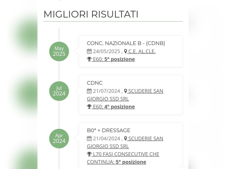 Sonstige Rassen Wallach 13 Jahre Brauner in Castiglione d&#x27;Adda