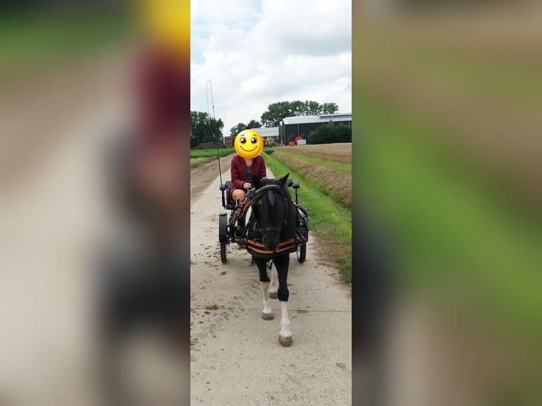 Sonstige Rassen Mix Wallach 14 Jahre 115 cm Schecke in Luttelgeest