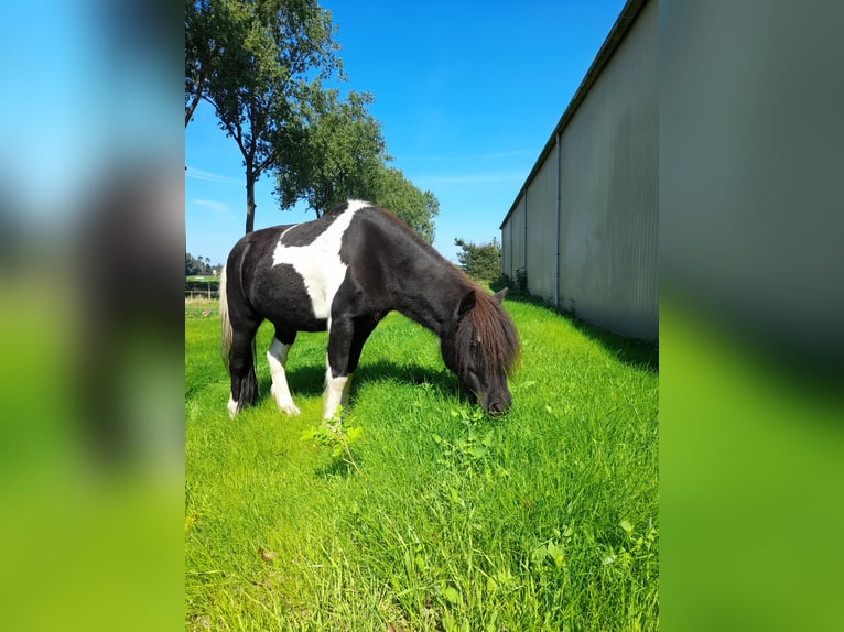 Sonstige Rassen Mix Wallach 14 Jahre 115 cm Schecke in Luttelgeest