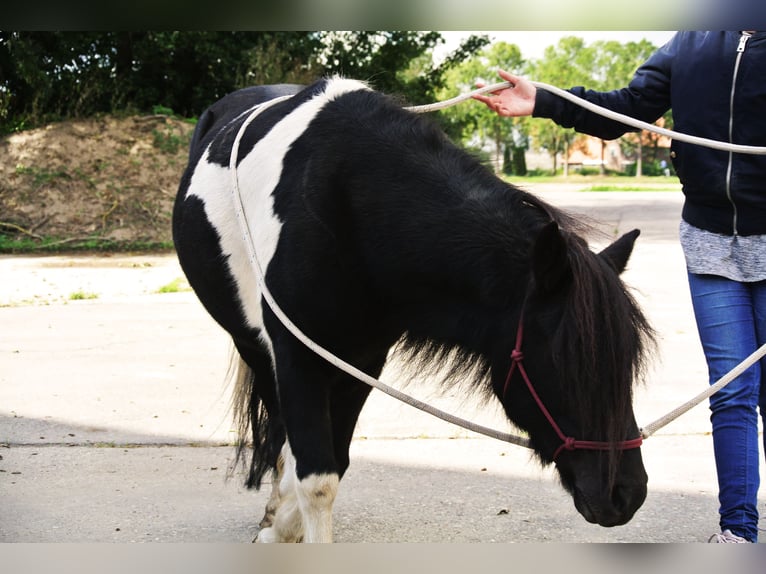 Sonstige Rassen Mix Wallach 14 Jahre 115 cm Schecke in Luttelgeest