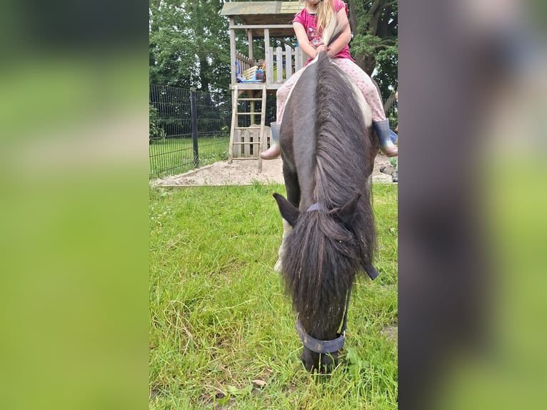 Sonstige Rassen Mix Wallach 14 Jahre 115 cm Schecke in Luttelgeest