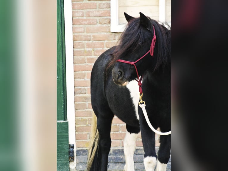 Sonstige Rassen Mix Wallach 14 Jahre 115 cm Schecke in Luttelgeest