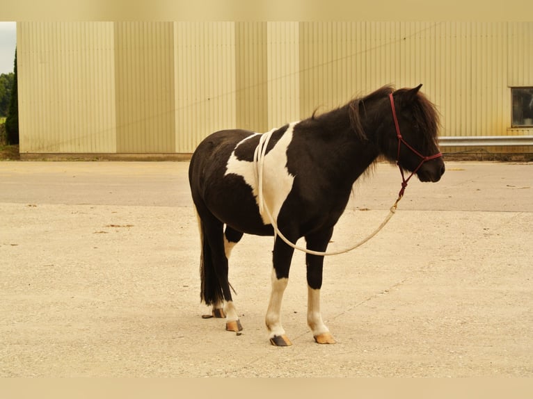 Sonstige Rassen Mix Wallach 14 Jahre 115 cm Schecke in Luttelgeest