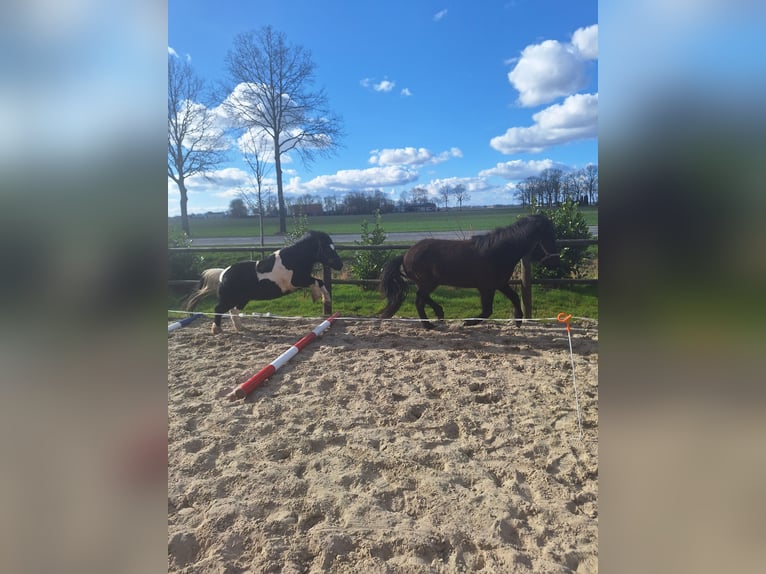Sonstige Rassen Mix Wallach 14 Jahre 115 cm Schecke in Luttelgeest