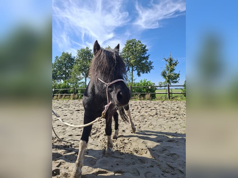Sonstige Rassen Mix Wallach 14 Jahre 115 cm Schecke in Luttelgeest