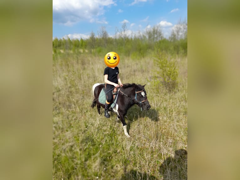 Sonstige Rassen Mix Wallach 14 Jahre 115 cm Schecke in Luttelgeest