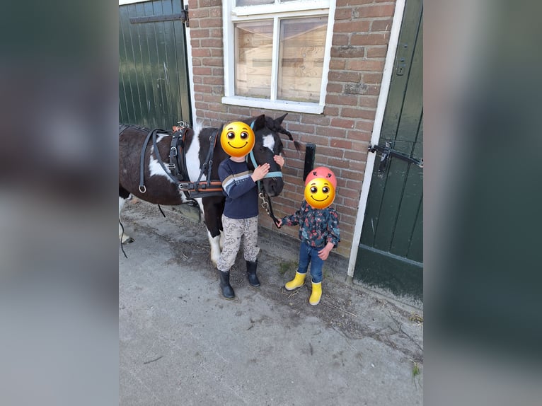 Sonstige Rassen Mix Wallach 14 Jahre 115 cm Schecke in Luttelgeest