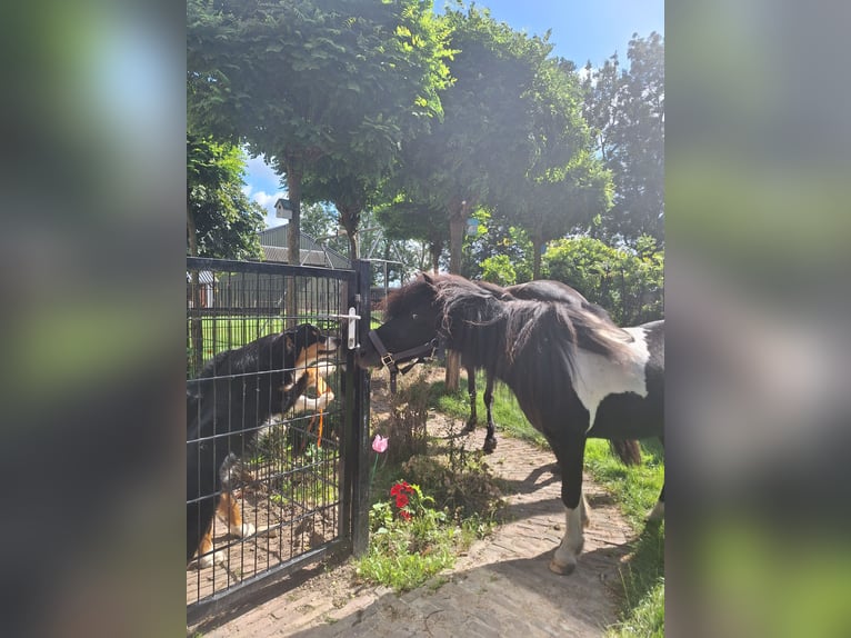 Sonstige Rassen Mix Wallach 14 Jahre 115 cm Schecke in Luttelgeest