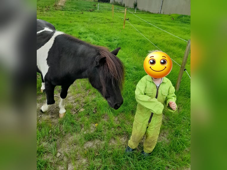 Sonstige Rassen Mix Wallach 14 Jahre 115 cm Schecke in Luttelgeest