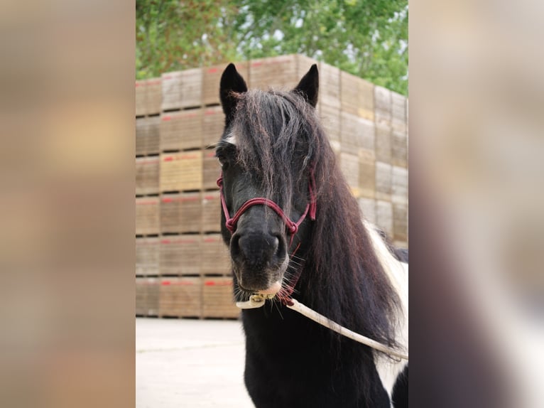 Sonstige Rassen Mix Wallach 14 Jahre 115 cm Schecke in Luttelgeest