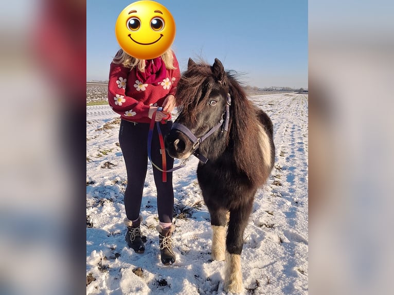 Sonstige Rassen Mix Wallach 14 Jahre 115 cm Schecke in Luttelgeest
