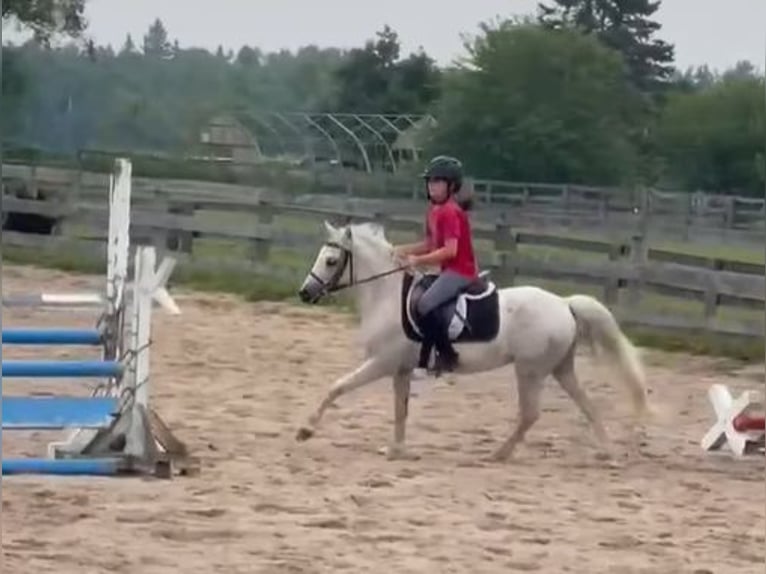 Sonstige Rassen Wallach 14 Jahre 122 cm Schimmel in Rockwood