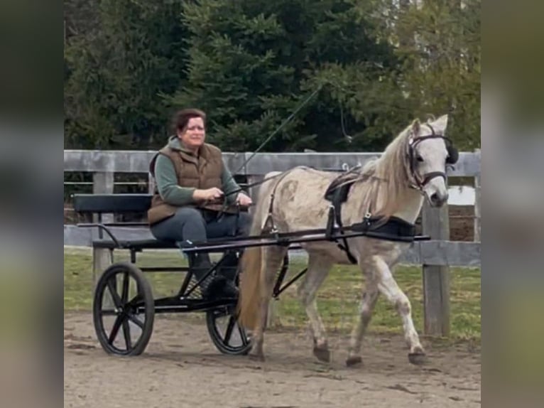 Sonstige Rassen Wallach 14 Jahre 122 cm Schimmel in Rockwood