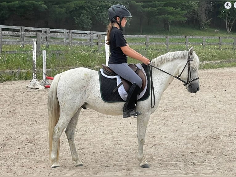 Sonstige Rassen Wallach 14 Jahre 122 cm Schimmel in Rockwood