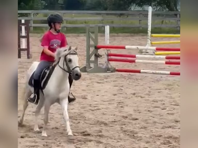 Sonstige Rassen Wallach 14 Jahre 122 cm Schimmel in Rockwood