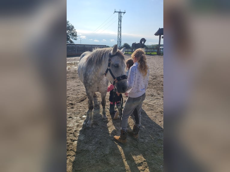 Sonstige Rassen Mix Wallach 14 Jahre 140 cm Apfelschimmel in Oggau am Neusiedler See