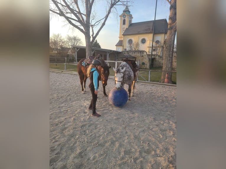 Sonstige Rassen Mix Wallach 14 Jahre 140 cm Apfelschimmel in Oggau am Neusiedler See