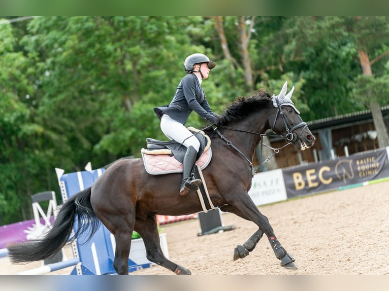 Sonstige Rassen Mix Wallach 14 Jahre 158 cm Rappe in Nõmme