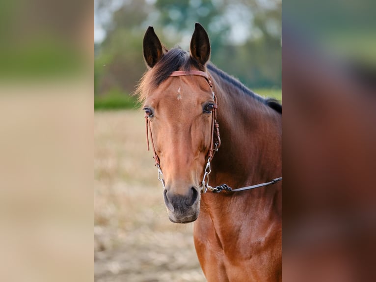 Sonstige Rassen Wallach 14 Jahre 164 cm Brauner in Bottrop