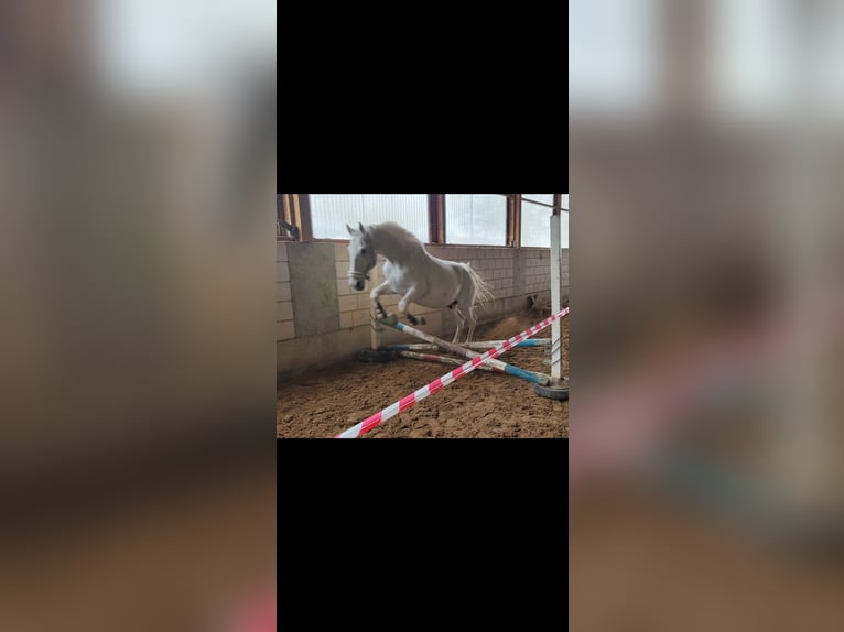 Sonstige Rassen Wallach 14 Jahre 177 cm Fliegenschimmel in Kandel