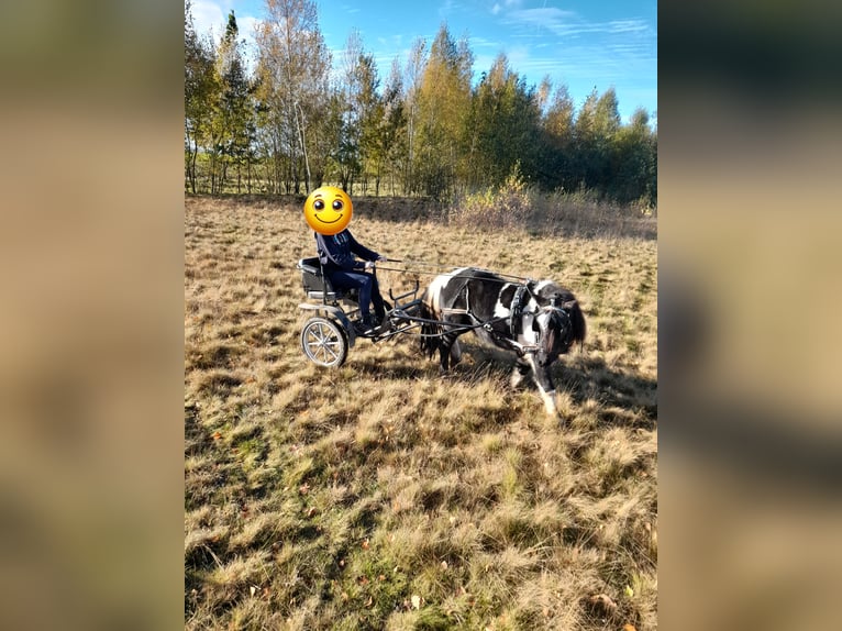 Sonstige Rassen Mix Wallach 15 Jahre 115 cm Schecke in Luttelgeest