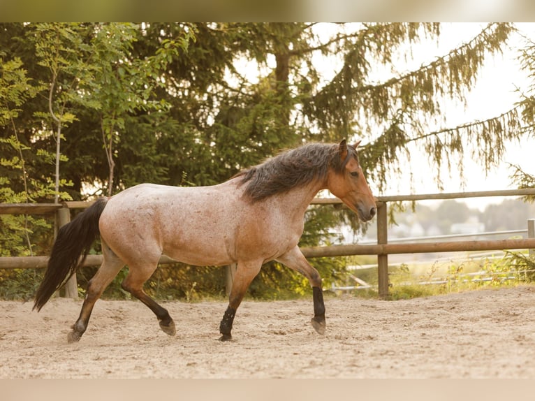 Sonstige Rassen Mix Wallach 15 Jahre 150 cm Roan-Bay in Solingen