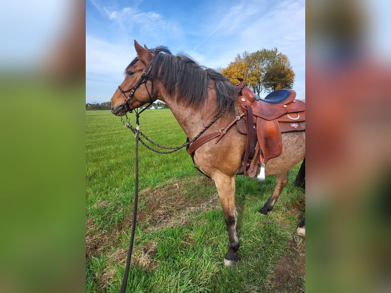 Sonstige Rassen Mix Wallach 15 Jahre 150 cm Roan-Bay in Solingen