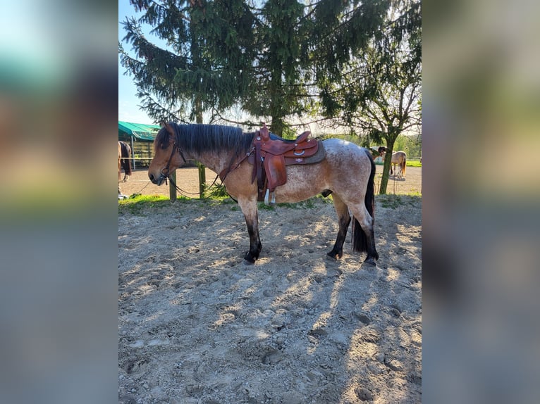 Sonstige Rassen Mix Wallach 15 Jahre 150 cm Roan-Bay in Solingen