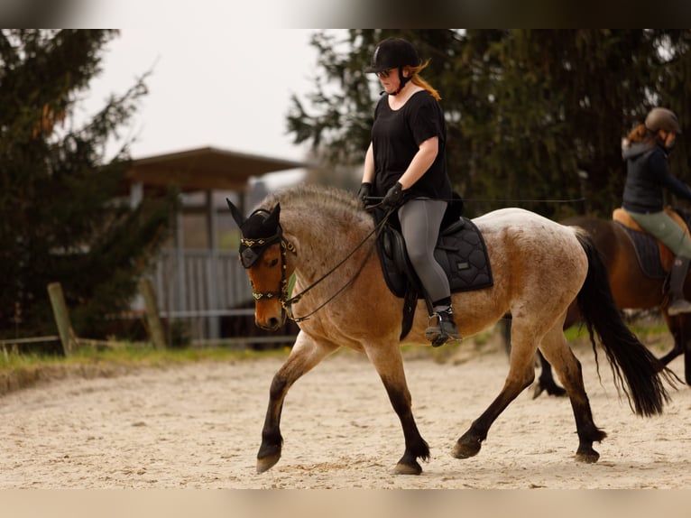 Sonstige Rassen Mix Wallach 15 Jahre 150 cm Roan-Bay in Solingen