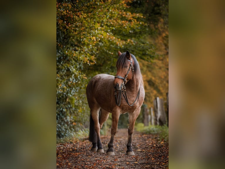 Sonstige Rassen Mix Wallach 15 Jahre 150 cm Roan-Bay in Solingen