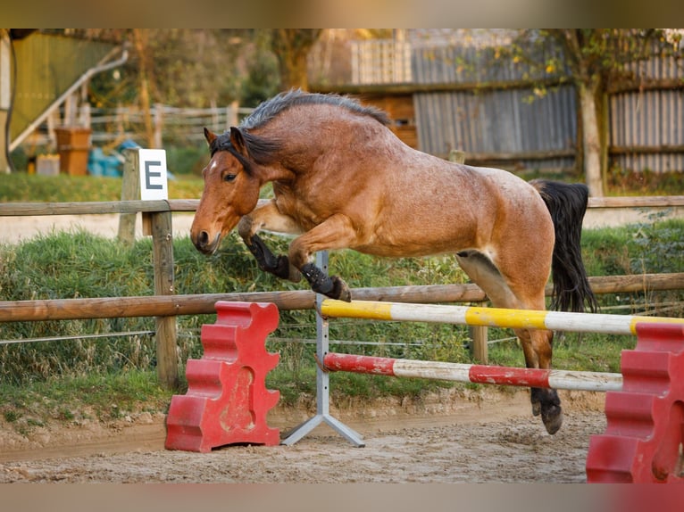 Sonstige Rassen Mix Wallach 15 Jahre 150 cm Roan-Bay in Solingen