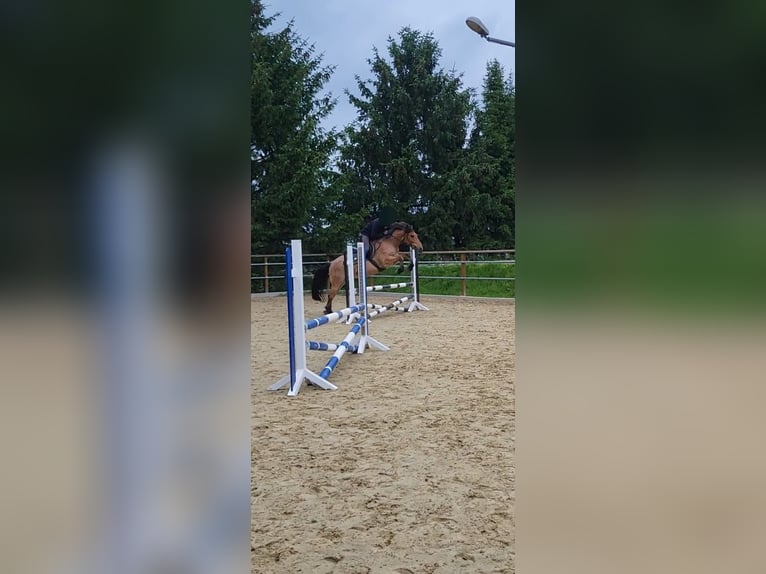 Sonstige Rassen Mix Wallach 15 Jahre 150 cm Roan-Bay in Solingen