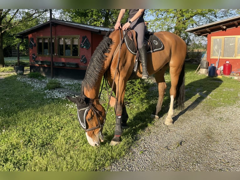 Sonstige Rassen Mix Wallach 15 Jahre 170 cm Brauner in Settala