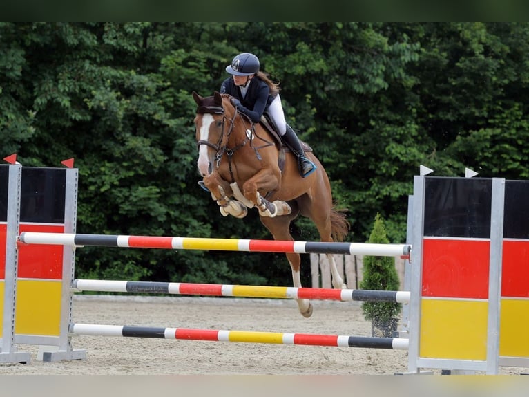 Sonstige Rassen Wallach 15 Jahre 170 cm in Weyarn
