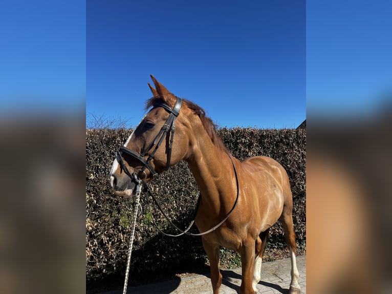 Sonstige Rassen Wallach 15 Jahre 170 cm in Weyarn