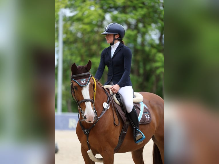 Sonstige Rassen Wallach 15 Jahre 170 cm in Weyarn