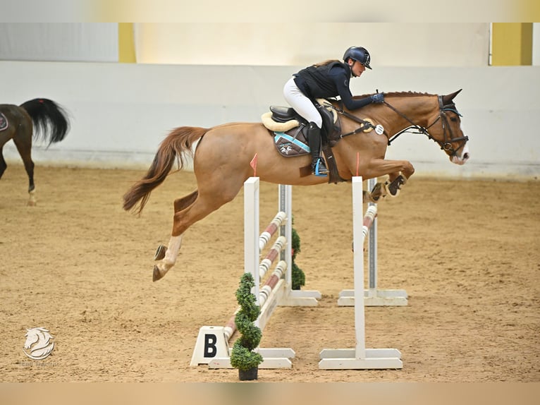 Sonstige Rassen Wallach 15 Jahre 170 cm in Weyarn
