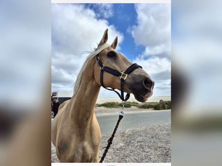 Sonstige Rassen Wallach 15 Jahre 174 cm Palomino in Bredebro