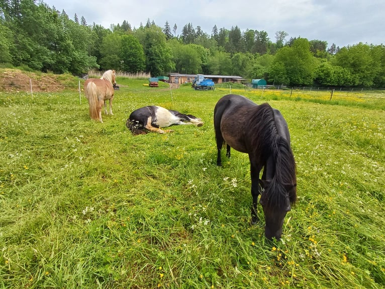 Sonstige Rassen Wallach 16 Jahre 110 cm Rappe in L&#xF6;ffingen