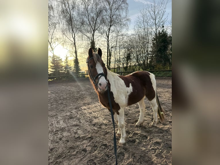 Sonstige Rassen Wallach 16 Jahre 135 cm Schecke in Mettmann