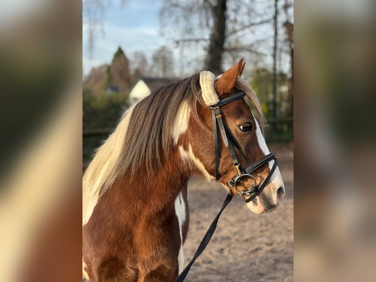 Sonstige Rassen Wallach 16 Jahre 135 cm Schecke in Mettmann