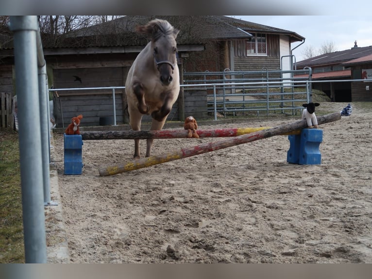 Sonstige Rassen Mix Wallach 16 Jahre 145 cm  in Herbstein